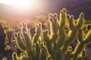 Vibrant, spiky cacti bathed in warm, golden sunlight.