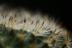 a close up of a plant with lots of leaves
